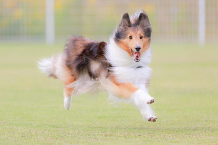 たのまな動物看護介護講座まとめ