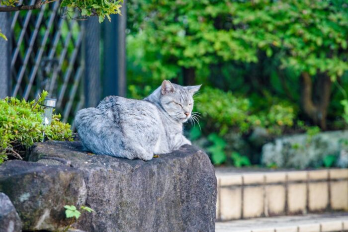 キャリカレ動物介護士＆動物介護ホーム施設責任者講座の特徴